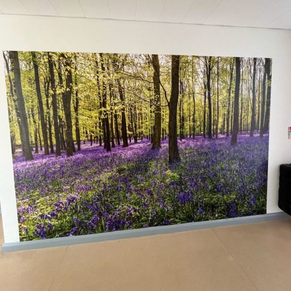 Bluebell Forrest